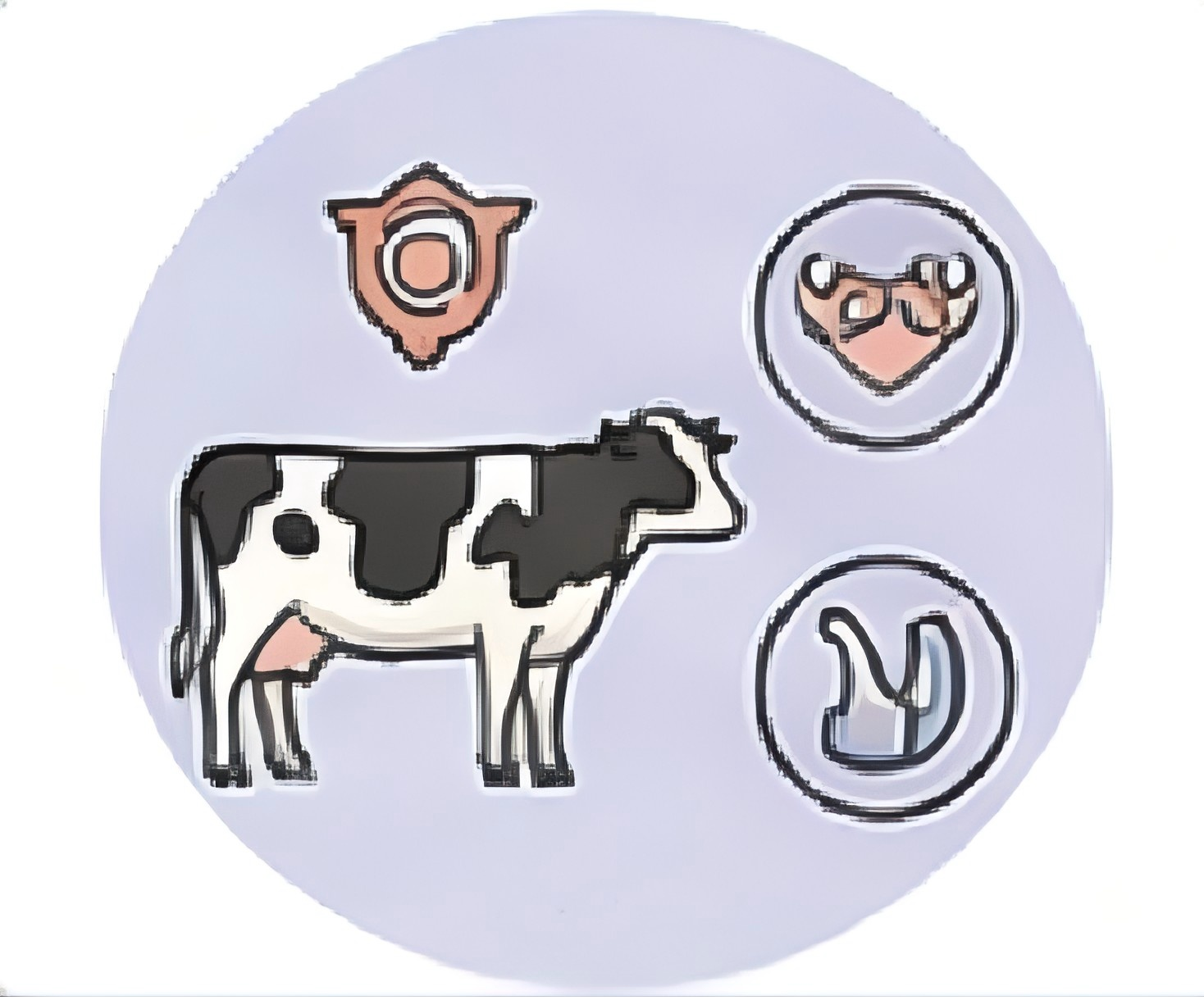 Bos_taurus
