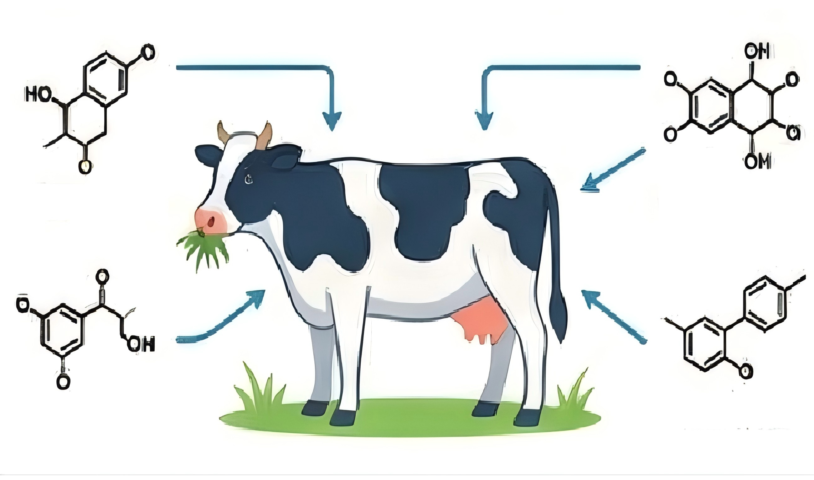 Bos taurus