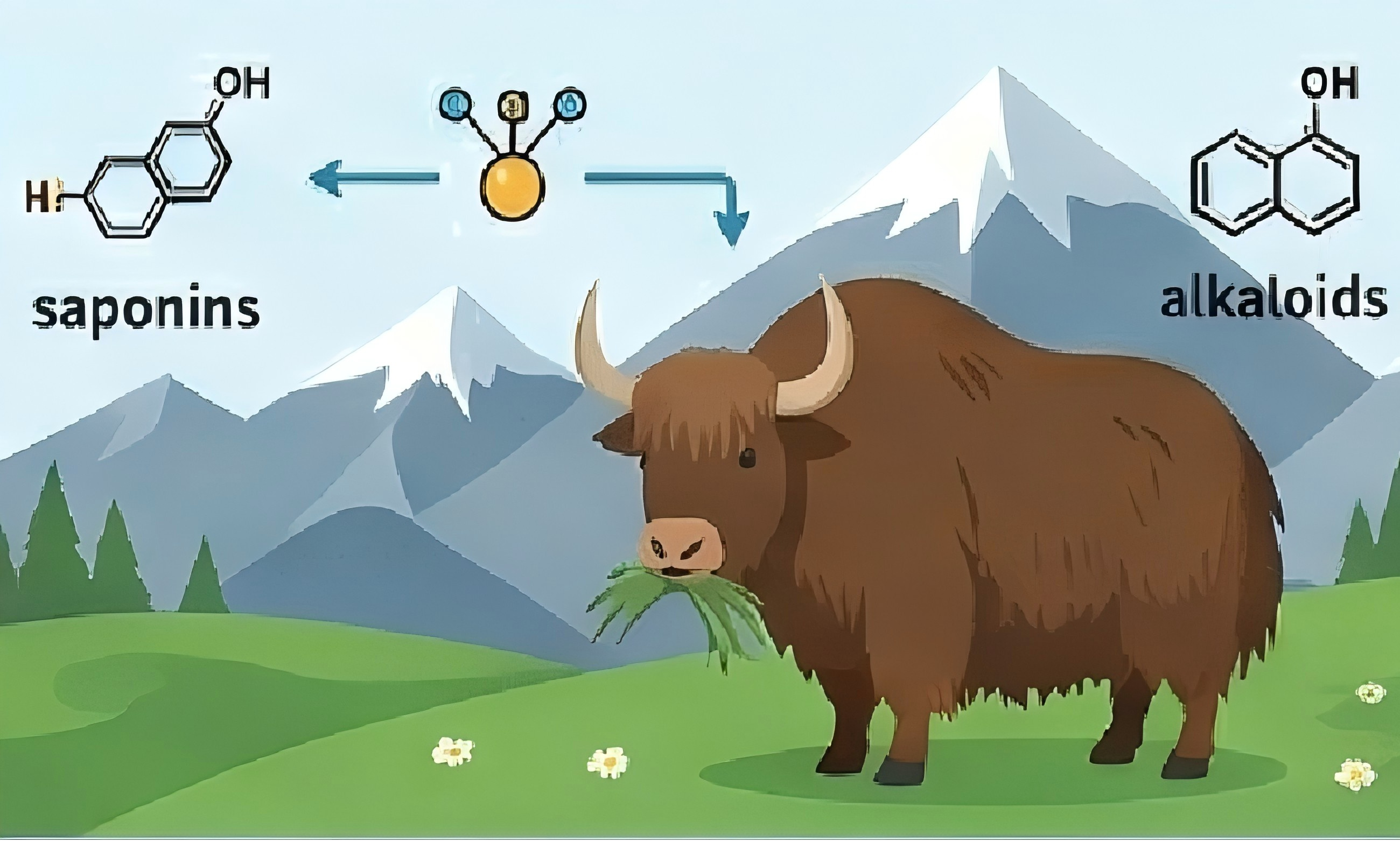 Bos taurus